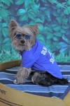 Camiseta Azul com Proteção UV para cachorro e gato