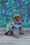 Camisa Amore di Sicilia para cachorro e gato
