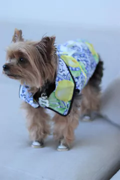 Camisa Amore di Sicilia para cachorro e gato na internet