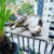 Gatos