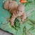 PLAYMAT SELVA (AM057)