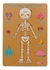 ENCASTRE CUERPO HUMANO (PZ056) - comprar online