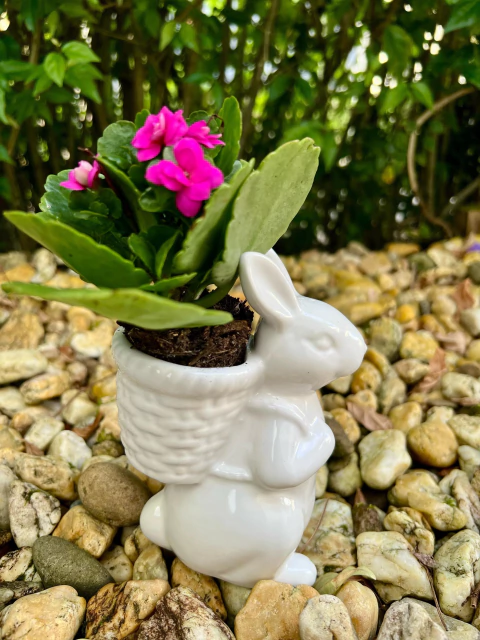 Coelho Bart (cada) - comprar online