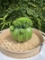 Cachepot de Ceramica Cacto Verde