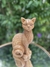Gatinho Otto - comprar online