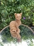 Gatinho Otto