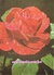 Papel de Carta Love Print nº 221 - Rosa Vermelha