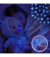 Wabro Muñeca Bebote Cry Babies Goodnight Starry Sky - Bebe Llorones - Jenna - 30 Cm - Children's: Bebes y Niños