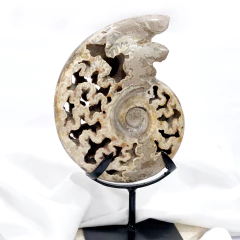 AMONITE DE MARRUECOS - COLECCIÓN - - comprar online