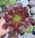 Aeonium Arboreum- Pote 9 - comprar online