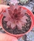 Sempervivum Red Beauty- Pote 9