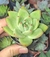 Agavoides - pote 6 - comprar online