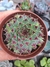 sempervivum calcareum- Pote 9