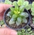 Adromischus marianiae tanqua - pote 6