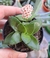 Crassula springtime- pote 6