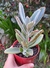 Kalanchoe tomentosa- pote 9