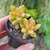 Sedum Nussbaumerianum - Pote 6 - comprar online