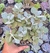 Kalanchoe millottii colonia- Pote 9