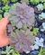 Echeveria mina rubra - Pote 9 - comprar online