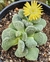 Aloinopsis villetii - pote 9 na internet