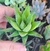 haworthia - Pote 6 - comprar online