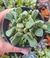 Aloinopsis villetii - pote 9 - comprar online