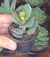 Adromischus strawberry cake- pote 6 - comprar online