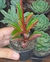 peperomia graveolens - Pote 6 - comprar online