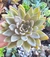 Echeveria Paniculata- Pote 9 - comprar online