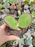 Kalanchoe synsepala- Pote 9 - comprar online