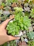 sedum shangrila- pote 6 - comprar online