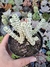 crassula baby necklace variegata- Pote 9