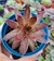 Sempervivum Red Beauty- Pote 9 - comprar online