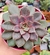 Echeveria mina rubra - Pote 9 na internet