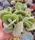 Kalanchoe millottii colonia- Pote 9 - comprar online