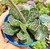 Adromischus cooperi - Pote 9 - comprar online