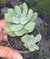 Sedum hintoni- Pote 6