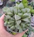 Haworthia Retusa- Pote 9