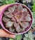 Echeveria mina rubra - Pote 9 - Ateliê Botânico