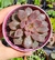 Echeveria mina rubra - Pote 9