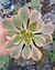 Aeonium Sunburst - Pote 11