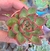 Echeveria agavoides Red Ebony- pote 6