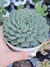 Echeveria Zucha - Pote 9 - comprar online