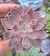 Echeveria brisa- Pote 6