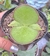 Kalanchoe synsepala- Pote 9