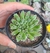 Sempervivum Oddity- pote 9