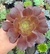 Aeonium Arboreum- Pote 9