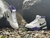 Tênis Nike Kobe 1 Protro 81 Points - 38/39 BR - comprar online