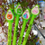 Birome Decorada - Palta - comprar online