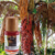 Óleo Vegetal De Buriti - Produto Puro - 100% Natural - 10ml - comprar online